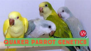 Quaker Parrot Genetics - Breeding Combinations