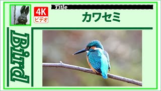 【4K】カワセミ　～愛想の良い奴です～　20230109　Bird　野鳥