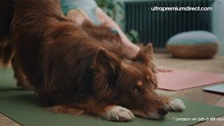 Pub TV Ultra Premium Direct les croquettes fabriquées sans céréales pour chien et chat