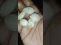 Rambutan seed planting#shortsviral #shortsvideo #shortsfeed