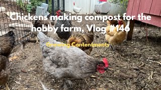 Chickens making compost for the hobby farm, Vlog #146