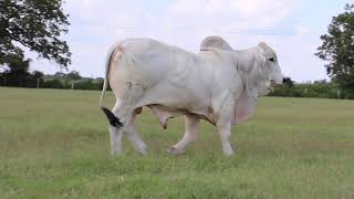 Mr. V8 374/8 - BR Cutrer Brahman Country Bull Sale 2019