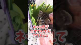 ネッコ見てニヤついたらアウトww