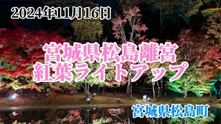 2024年11月16日　宮城県松島離宮　紅葉ライトアップ　宮城県松島町