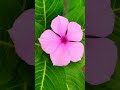 #spiritual #Catharanthus roseus(L.)Don #flower  #shorts