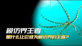 拥有超能力的神奇生物（四）生物模仿界的王者！它是如何做到的？