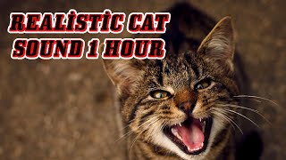 CAT MEOW SOUND / 1 Hour of Cat Meowing / REALİSTİC CAT SOUND 1 HOUR  [2023]
