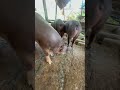 ចិញ្ចឹមជ្រូកបែបធម្មជាតិ fampig pig youtube video youtubeshorts shorts piggy