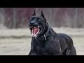 THE BORZ HUND versus THE DOBERMAN - WHICH DOG IS BETTER?