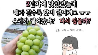 샤인머스켓 재배 기본부터 다시 시작하자