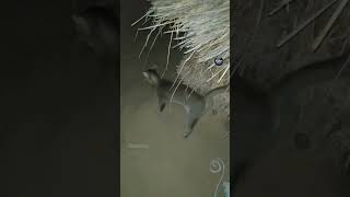 পাহাড়ের জঙ্গলে এক মানুষ খেকো বাঘ থাকে|| Paharer Jangale ek #tiger #shors #viral #বাঘ