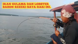 Berangkat mancing sorean , 1 jam dapat ikan gulma dan lobster !! Rezeki tak Terduga.