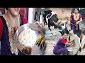 woman cow milking by hand || cow milking # jaya ghosh # dairy farm