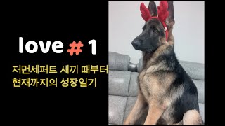 저먼 셰퍼드 :  1년 성장일기:German Shepherd