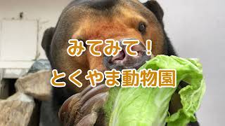 みてみて！とくやま動物園Episode79 マレーグマの咀嚼音