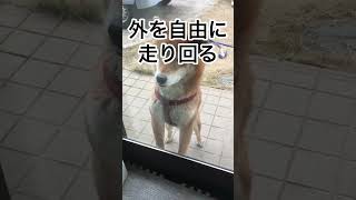 黒柴じゃないよ！ #柴犬 #おさんぽ #柴犬のいる暮らし #ドライブ #力丸 #しばいぬ