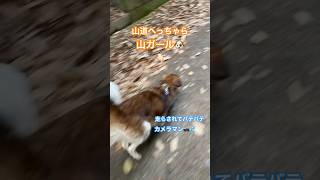 【坂道ダッシュ、鬼コーチ】坂道グイグイ引っ張られてバテバテになりました。#dog #いぬ #犬 #散歩 #登山