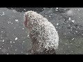 雪猴泡温泉【地狱谷野猿公苑】 日本唯一可以看雪猴泡温泉的场所！