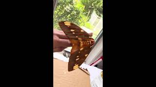 Royal Walnut Moth Female