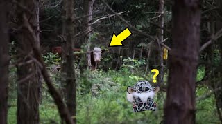 Спустя 8 месяцев сбежавшую корову обнаружили в лесу с необычным другом!