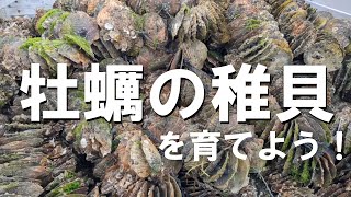 【牡蠣】サロマ湖の牡蠣の稚貝を育てよう！【漁業】