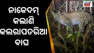 Leopard Terror In Nuapada, Villagers Scared | ନାକେଦମ କଲାଣି କଲରାପତରିଆ ବାଗ | Leopard Scare In Nuapada