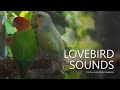 Rosy-faced Lovebirds Call Sounds - Red-Head Green Opaline & White-head Pallid Aqua Opaline (2023)