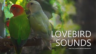 Rosy-faced Lovebirds Call Sounds - Red-Head Green Opaline & White-head Pallid Aqua Opaline (2023)