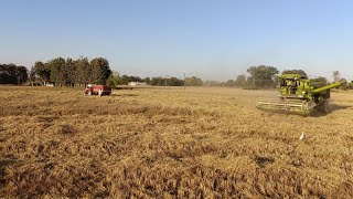 gw513 gehu ka kya utpadan rha | GW 513 का क्या उत्पादन रहा | gw 513 wheat variety details in Hindi