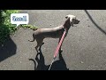 【軽キャンピングカーラクーンで小さな大型犬と行く！】オーキャン宝島ドッグフリーサイトでホロ苦デビュー（後編）：リアル音声の「おまけ動画」ではドッグフリーサイトのデメリットについて情報共有します！