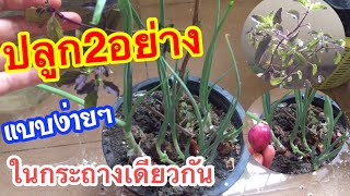 ปลูกผัก2อย่าง(Growing Basil and Onions)ได้ในกระถางเดียวกันแบบง่ายๆ(เห็นผลได้100%)เพือคนพืนที่น้อย