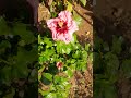 Baby Pink and Maroon Hibiscus #trending #nature #flowers