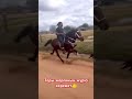 жорға жылқы ұсыну тарату бөлісу horse рекомендации рек репост animals