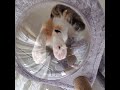 透明ハンモックで猫を下から覗いてみた🐾 猫