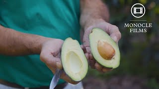 Coffee and avocados? How Sicily is turning tropical amid climate change