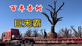 今年行情不好，货场还在继续上新货，连夜从外地拉来一车百年杏树