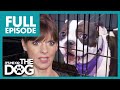 Loudest Dogs Ever are Kept in Cages ALL DAY!😢 | Full Episode | It's Me or The Dog