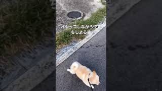 犬逆立ち「オシッコ」