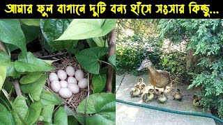 অসহায় এক বন্য  হাঁসের জীবন কাহিনী |Bird Story -145| The Life Story of Wild Duck | The Life of Nature