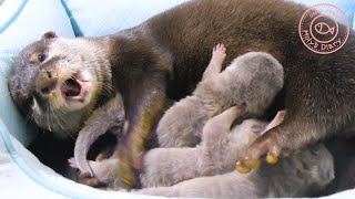 カワウソ赤ちゃん、ママは食いしん坊？How about mom's gourmet?【baby otter】