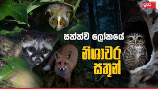 සත්ත්ව ලෝකයේ නිශාචර සතුන් | Nocturnal Animals #sujayaonline #sujaya #nature #grade5 #grade4