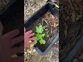 Papaya Are Easy to Grow In Pots, Check Out Some of Mine in Action!