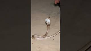 ನಾಗರಹಾವು ಸಂರಕ್ಷಣೆ ಮಾಡುವ ಸಮಯ #ads #spectaclecobra #viral  #animals #indianspectaclecobra