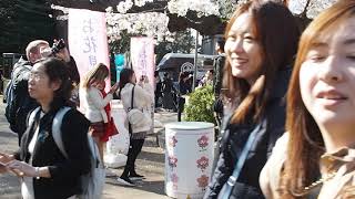 上野公園　満開の桜　お花見日和　2019.4.3   Sakura