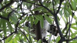 Crested Goshawk Mating  鳳頭蒼鷹交配 (7)