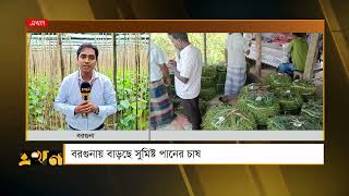 বরগুনায় বাড়ছে সুমিষ্ট পানের চাষ | Barguna News | Betel | District News | Ekhon TV