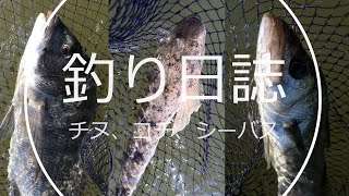 釣り日誌　チヌ、コチ、シーバス