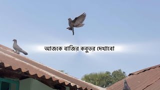 বছরের শেষ দিনে আজকে শুধু কবুতরের বাজি দেখাবো #কবুতর_কাকা