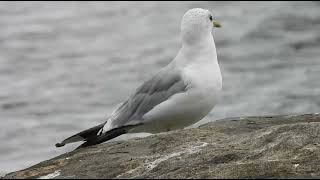 Kalalokki, Larus canus