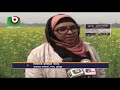 কুমিল্লায় সরিষা চাষে আগ্রহ বাড়ছে কৃষকের mustard seeds in comilla bangla news